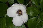 Silky camellia